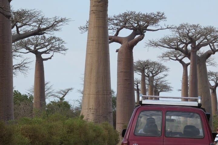 Tsingy de Bemaraha 4-Day Adventure: Baobabs, Kirindy & Manambolo photo 6