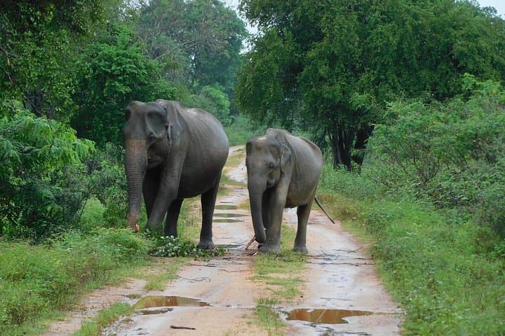 Udawalawe Safari from Hambantota: Elephant Transit Home & Jeep Safari photo 2