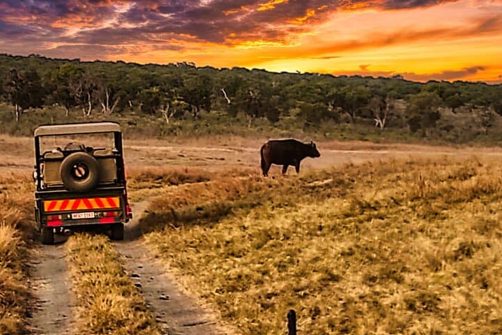 First-Light Game Drive in Zambezi National Park, Victoria Falls