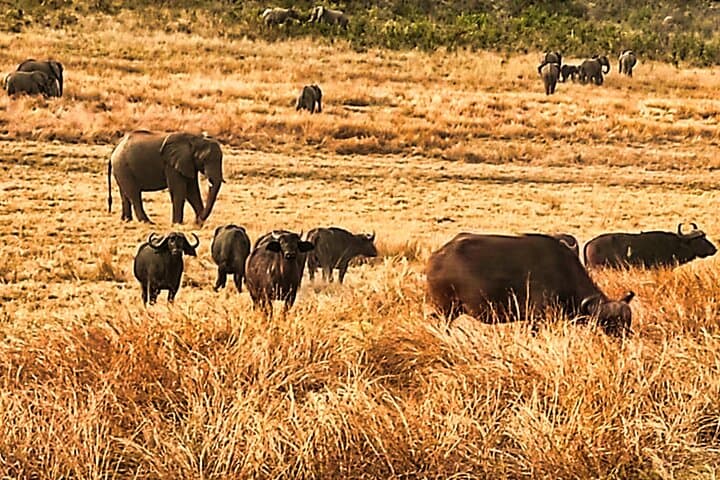First-Light Game Drive in Zambezi National Park, Victoria Falls photo 2