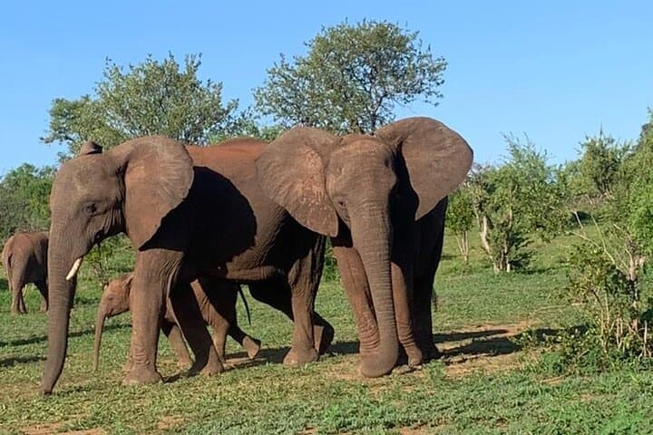 First-Light Game Drive in Zambezi National Park, Victoria Falls photo 3