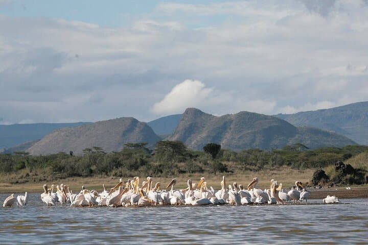 Prehistoric Shores and Sleeping Warrior: 2-Day Elementaita, Soysambu & Kariandusi Safari