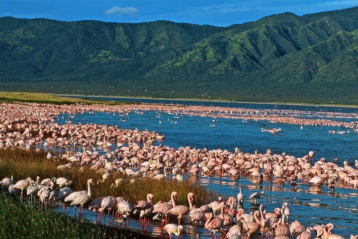 Prehistoric Shores and Sleeping Warrior: 2-Day Elementaita, Soysambu & Kariandusi Safari photo 2
