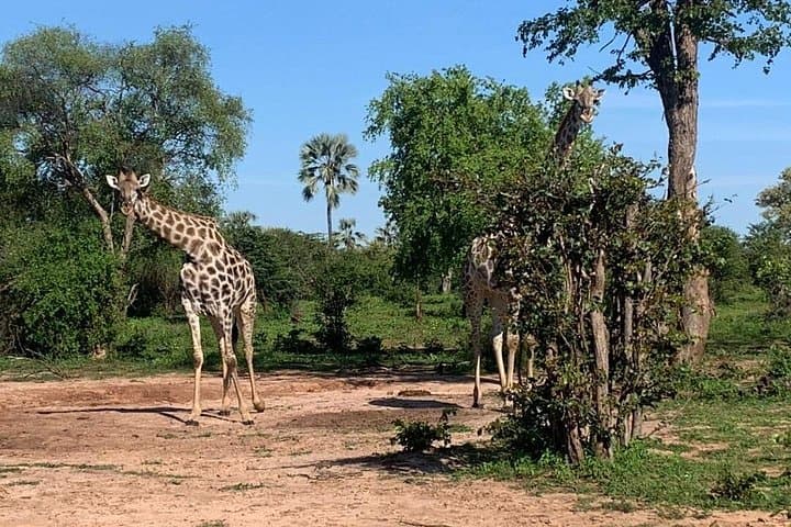 Private 4x4 Safari in Zambezi National Park from Victoria Falls photo 4