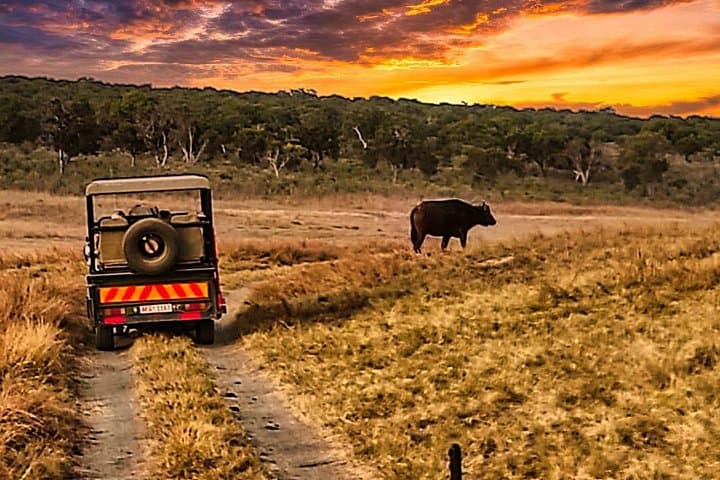 Zambezi National Park 3-Hour 4x4 Safari from Victoria Falls photo 1
