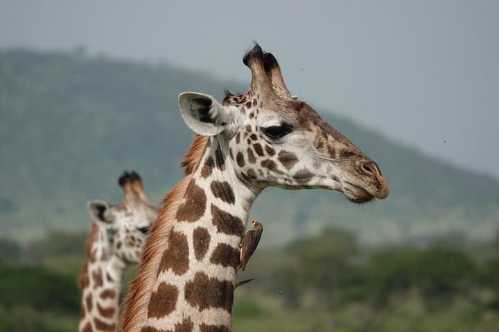 6-Day Mid-Range Tanzania Safari: Serengeti, Ngorongoro & Tarangire photo 1