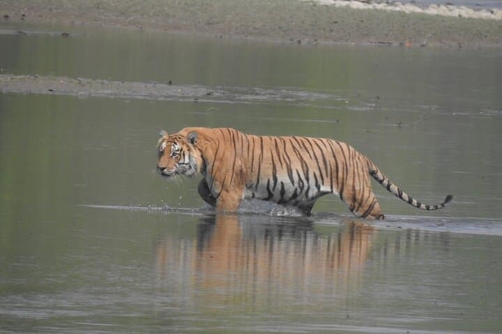 Bardia Tiger Tracking: 3-Night Jungle Safari in Nepal's Terai photo 2