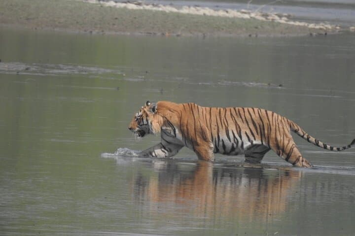 Bardia Tiger Tracking: 3-Night Jungle Safari in Nepal's Terai photo 3