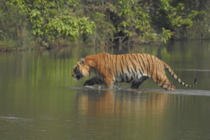 Bardia Tiger Tracking: 3-Night Jungle Safari in Nepal's Terai photo 4
