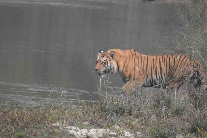 Bardia Tiger Tracking: 3-Night Jungle Safari in Nepal's Terai photo 5