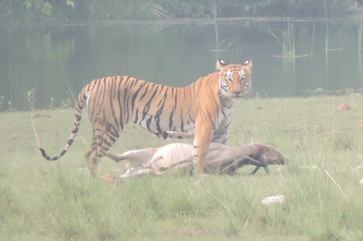 Bardia Tiger Tracking: 3-Night Jungle Safari in Nepal's Terai