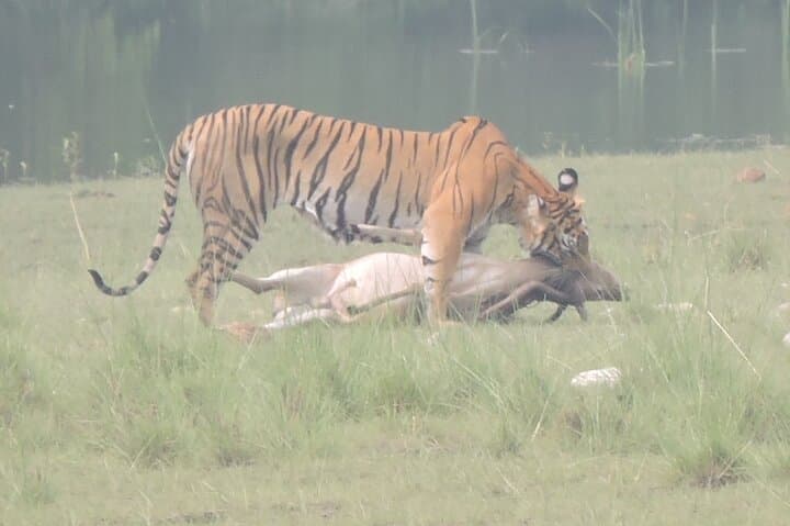 Bardia Tiger Tracking: 3-Night Jungle Safari in Nepal's Terai photo 6