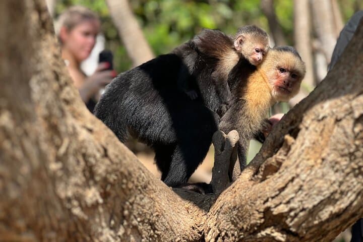 Monkey, Crocodile, Sloths & Beach Experience — Jaco Wildlife Tour