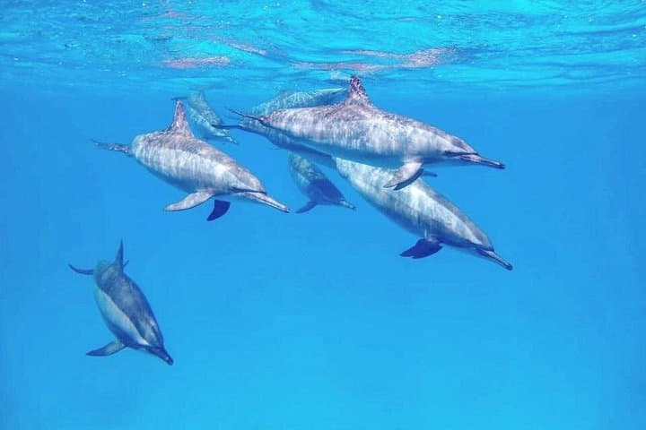 Samadai Dolphin House Snorkel Trip Marsa Alam — Swim with Resident Dolphins photo 6
