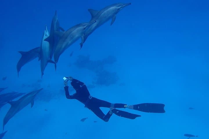 Samadai Dolphin House Snorkel Trip Marsa Alam — Swim with Resident Dolphins photo 4