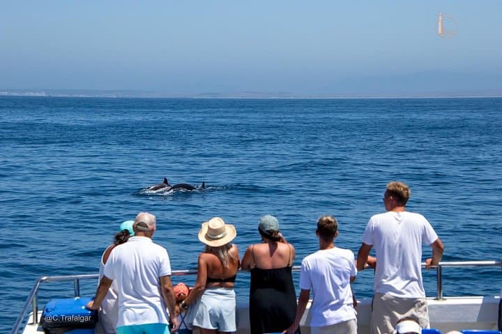 Cetacean Watching Tour from Barbate to Cape Trafalgar — 3-Hour Whale & Dolphin Safari