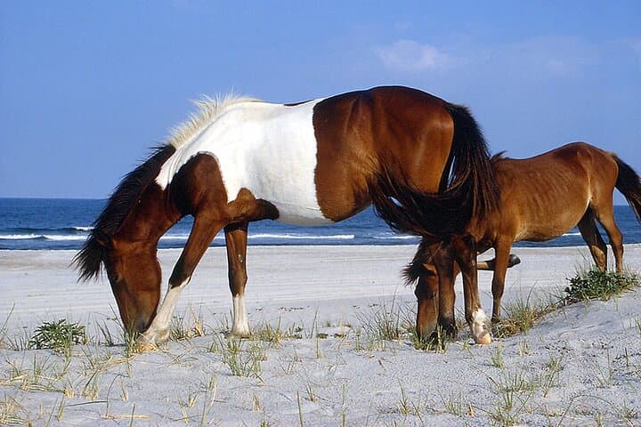 Assateague Island Cruise from Ocean Pines: Wild Ponies & Bay Wildlife Tour