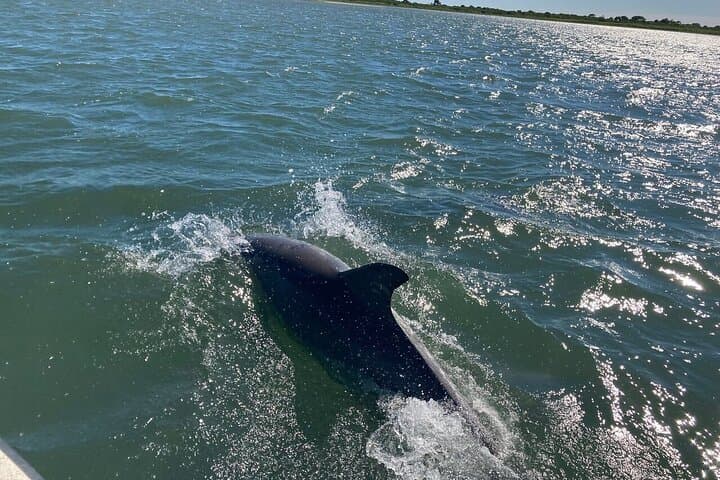 Assateague Island Cruise from Ocean Pines: Wild Ponies & Bay Wildlife Tour photo 2