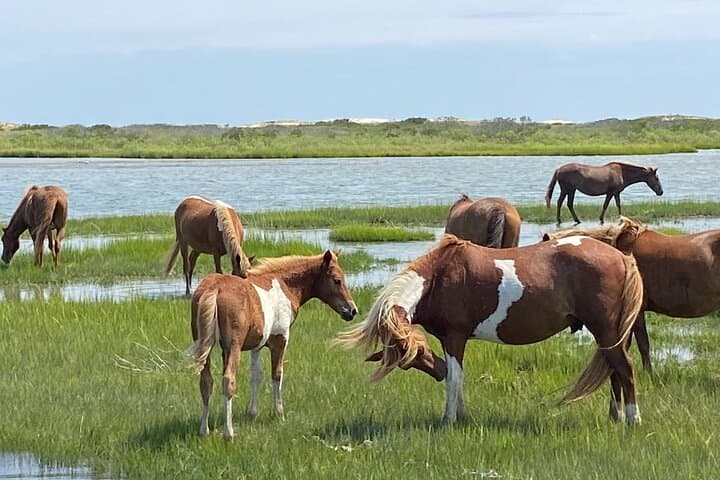 Assateague Island Cruise from Ocean Pines: Wild Ponies & Bay Wildlife Tour photo 3
