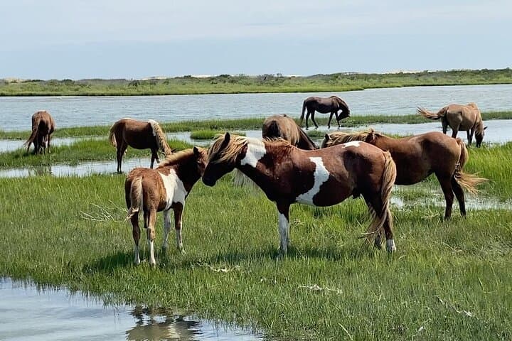 Assateague Island Cruise from Ocean Pines: Wild Ponies & Bay Wildlife Tour photo 4