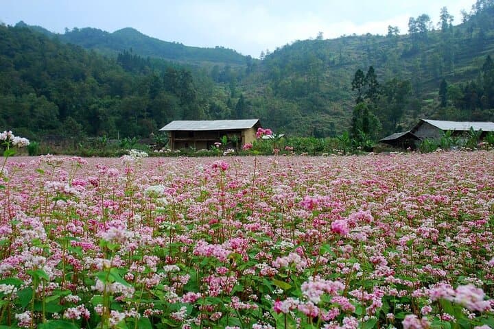 Ha Giang to Dong Van: 2-Day Karst Plateau Highlights & Homestay photo 4