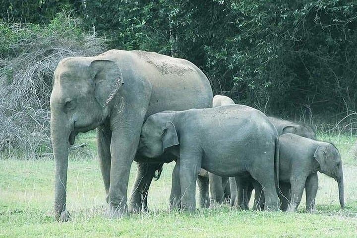 Gal Oya National Park Safari and Vedda Village Day Trip from Pasikuda photo 4