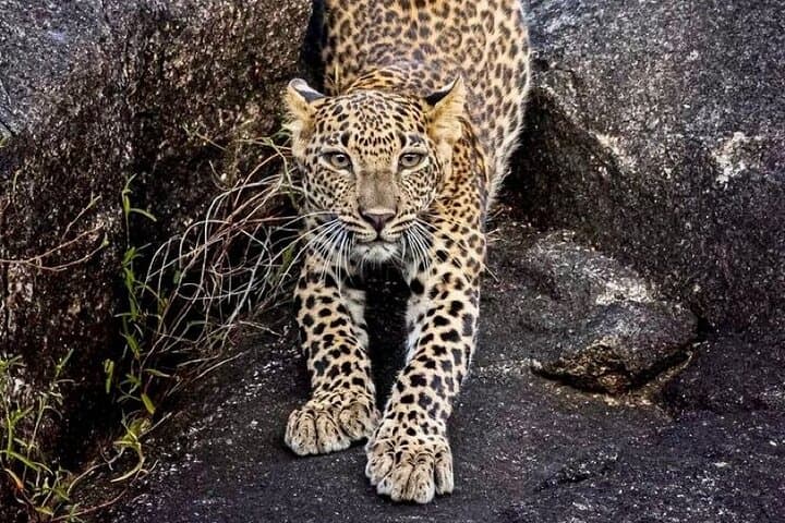 Gal Oya National Park Safari and Vedda Village Day Trip from Pasikuda photo 1