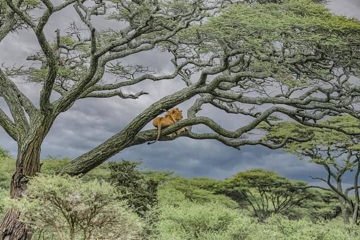Ngorongoro Crater Day Trip from Arusha — What to Expect on a Shared Safari photo 5