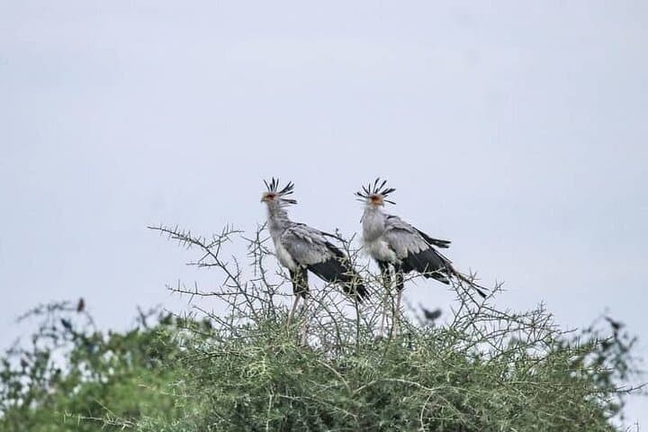 Ngorongoro Crater Day Trip from Arusha — What to Expect on a Shared Safari photo 6