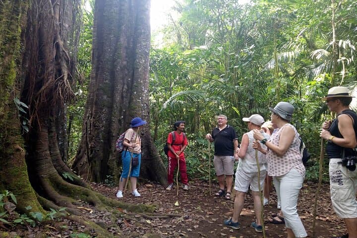 Tamblingan Jungle Trek: Bali Rainforest, Lake & Waterfall Adventure