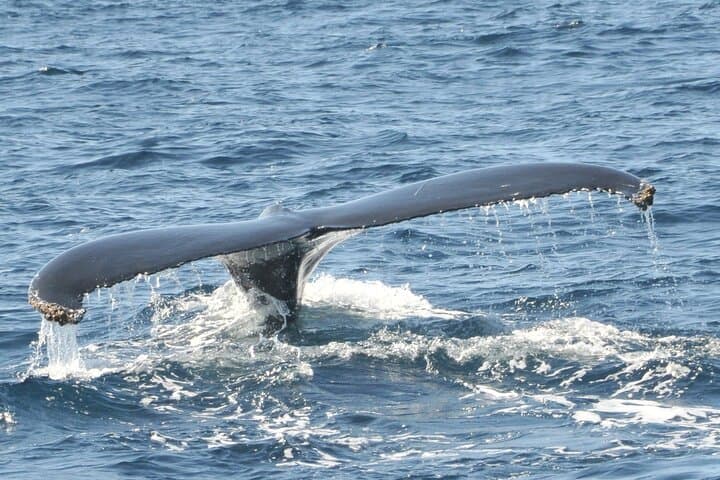 Bermuda Sundeck Whale Watching: Humpback Migration Cruises photo 2