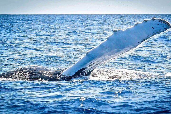 Bermuda Sundeck Whale Watching: Humpback Migration Cruises photo 3