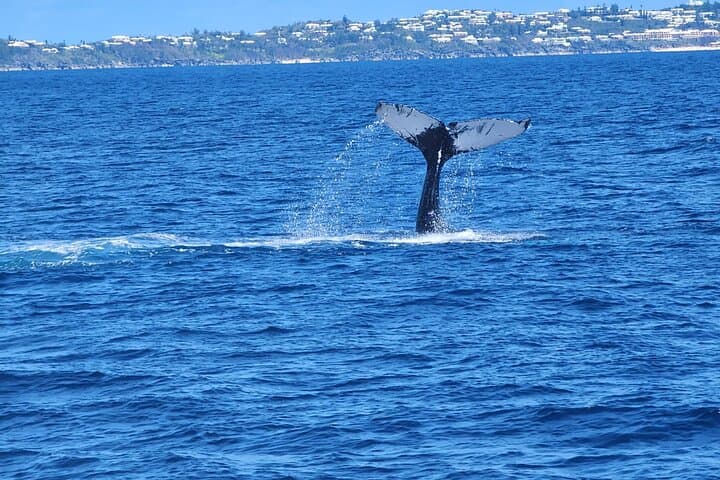 Bermuda Sundeck Whale Watching: Humpback Migration Cruises photo 4