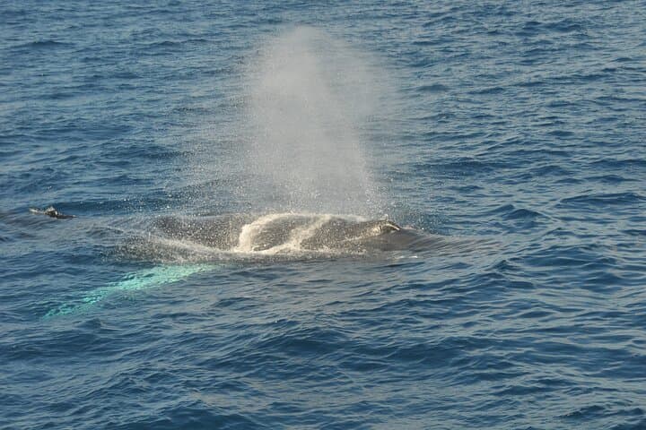 Bermuda Sundeck Whale Watching: Humpback Migration Cruises photo 5