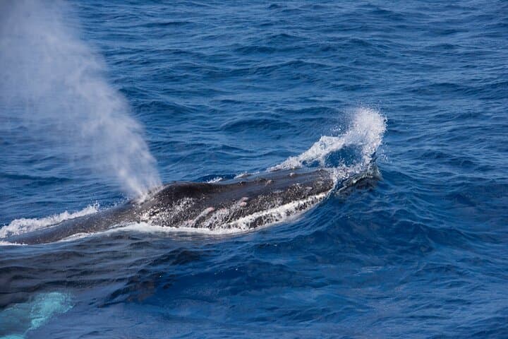Bermuda Sundeck Whale Watching: Humpback Migration Cruises photo 6