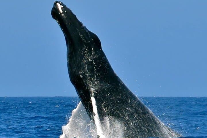 Bermuda Sundeck Whale Watching: Humpback Migration Cruises