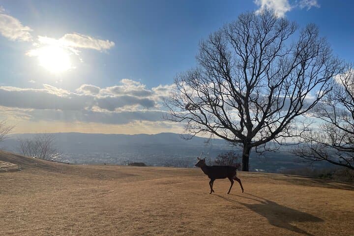 Private Kyoto Full-Day Tour: Golden Pavilion, Bamboo Grove & Fushimi Inari photo 4