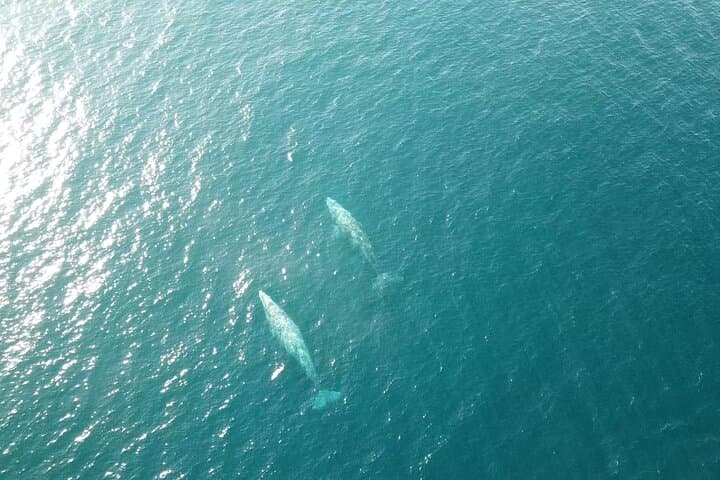 San Diego Half-Day Marine Wildlife Sailing Tour with Lunch photo 4