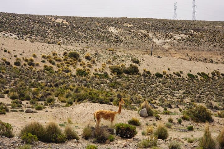 2-Day Colca Canyon Tour: Condors, Hot Springs & Andean Terraces photo 2