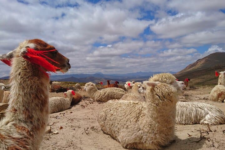 2-Day Colca Canyon Tour: Condors, Hot Springs & Andean Terraces photo 3