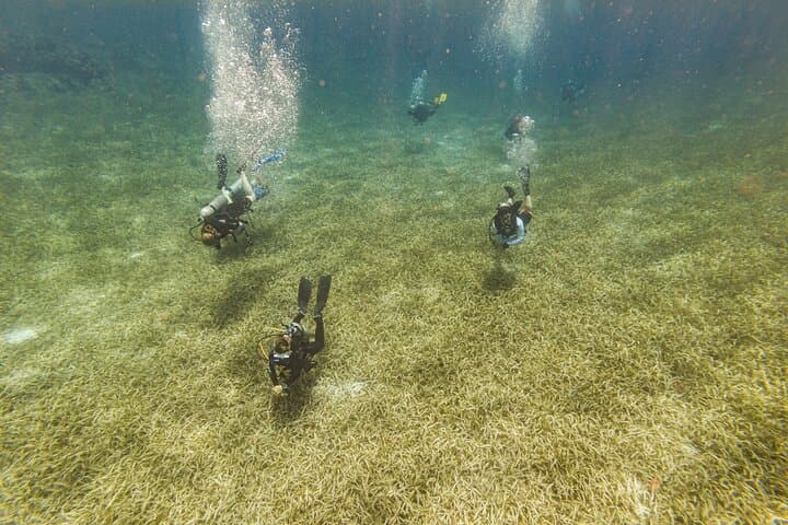 Shore-Accessible Scuba in Roatán’s West End — Quick Boat Rides to the Mesoamerican Reef photo 2