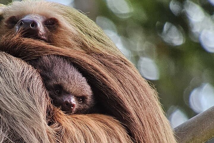 Monteverde Cloud Forest Tour — Guided Walk & Selvatura Hanging Bridges photo 4
