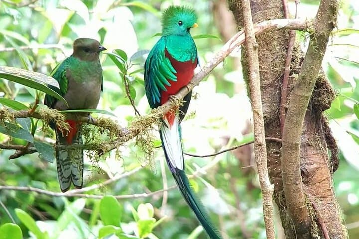 Monteverde Cloud Forest Tour — Guided Walk & Selvatura Hanging Bridges photo 5