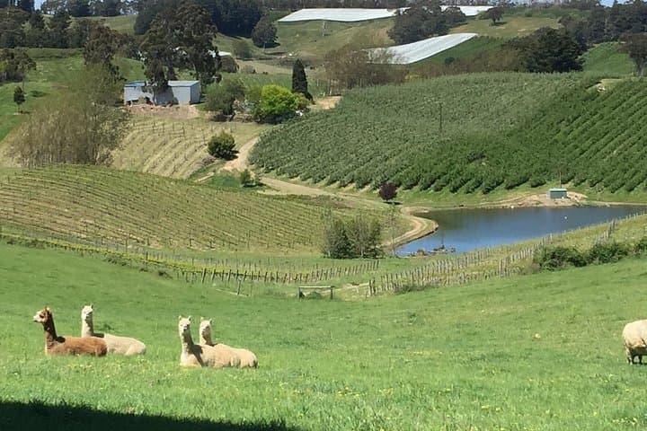 Private Adelaide Hills Wine and Hahndorf Scenic Tour — Full Day photo 4