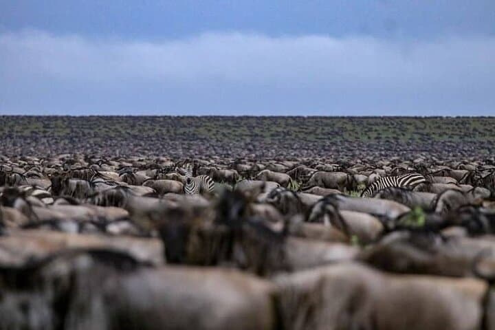 Tarangire Day Safari from Arusha: Elephants, Baobabs & Birdlife on a 12‑Hour Game Drive photo 2