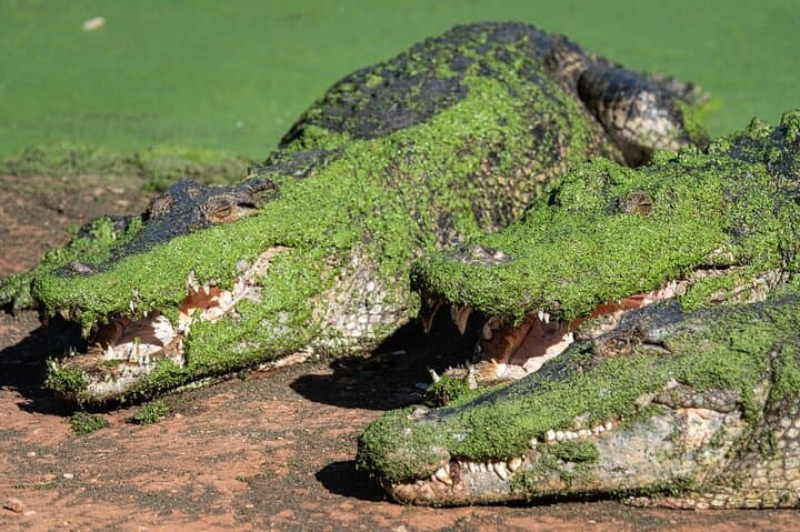 Malcolm Douglas Crocodile Park Tour Broome — Guided Crocodile Feeding & Wildlife Experience photo 6