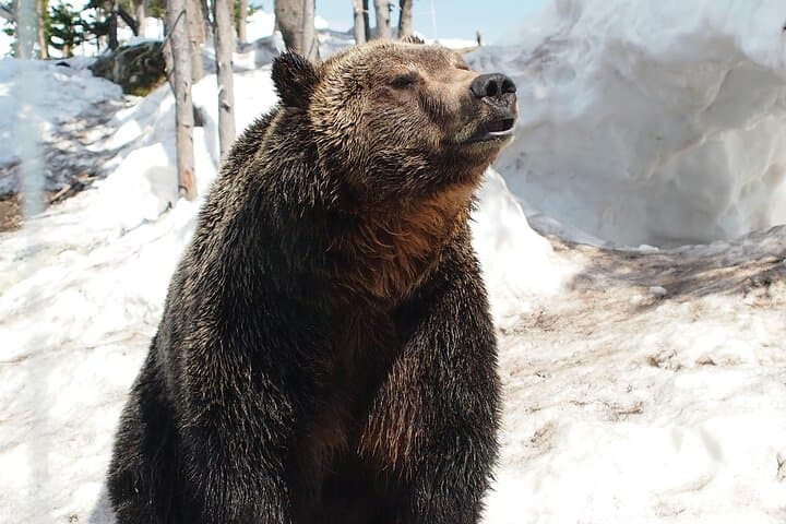 Vancouver Hiking Highlights: Grouse Grind, Lynn Canyon & Gondola Down photo 6
