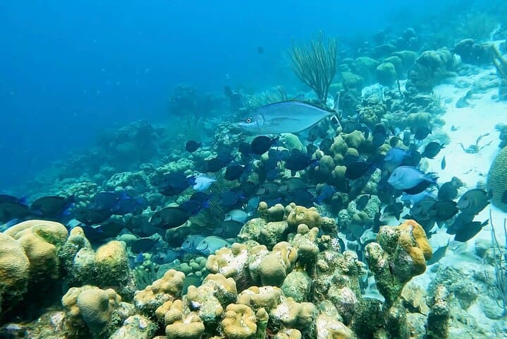 Discover Scuba Diving in Bonaire: Guided Introductory Dive Near Kralendijk photo 4