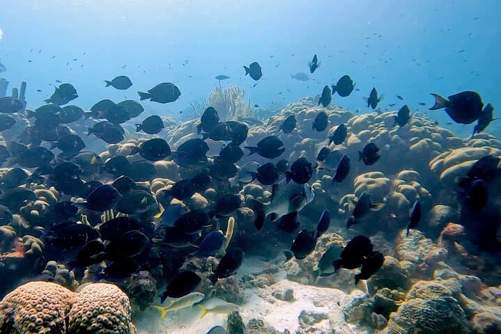 Discover Scuba Diving in Bonaire: Guided Introductory Dive Near Kralendijk photo 5