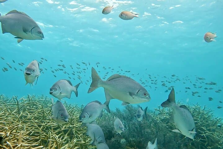 Discover Scuba Diving in Bonaire: Guided Introductory Dive Near Kralendijk photo 6